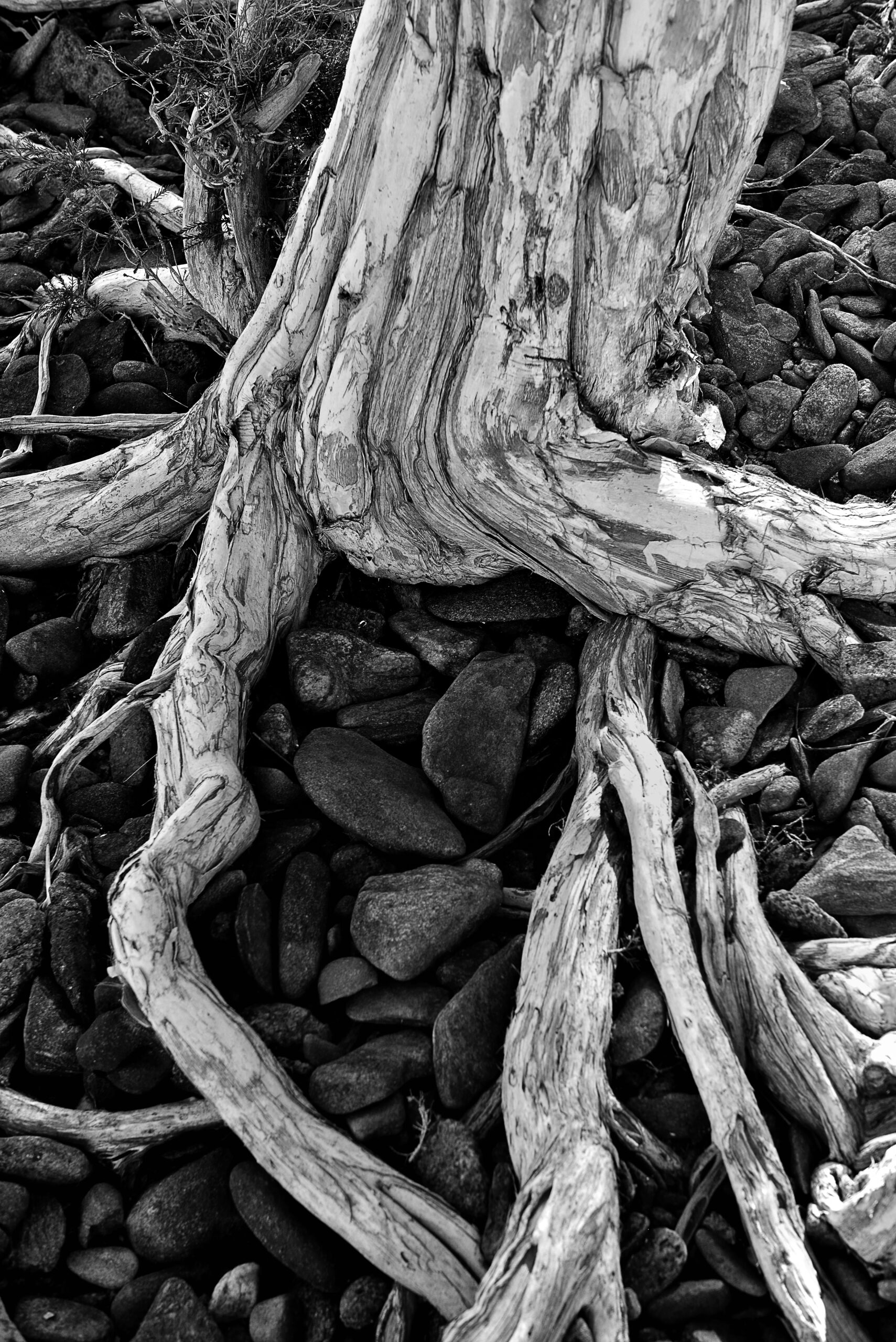 20250317_169aAustralien_2025