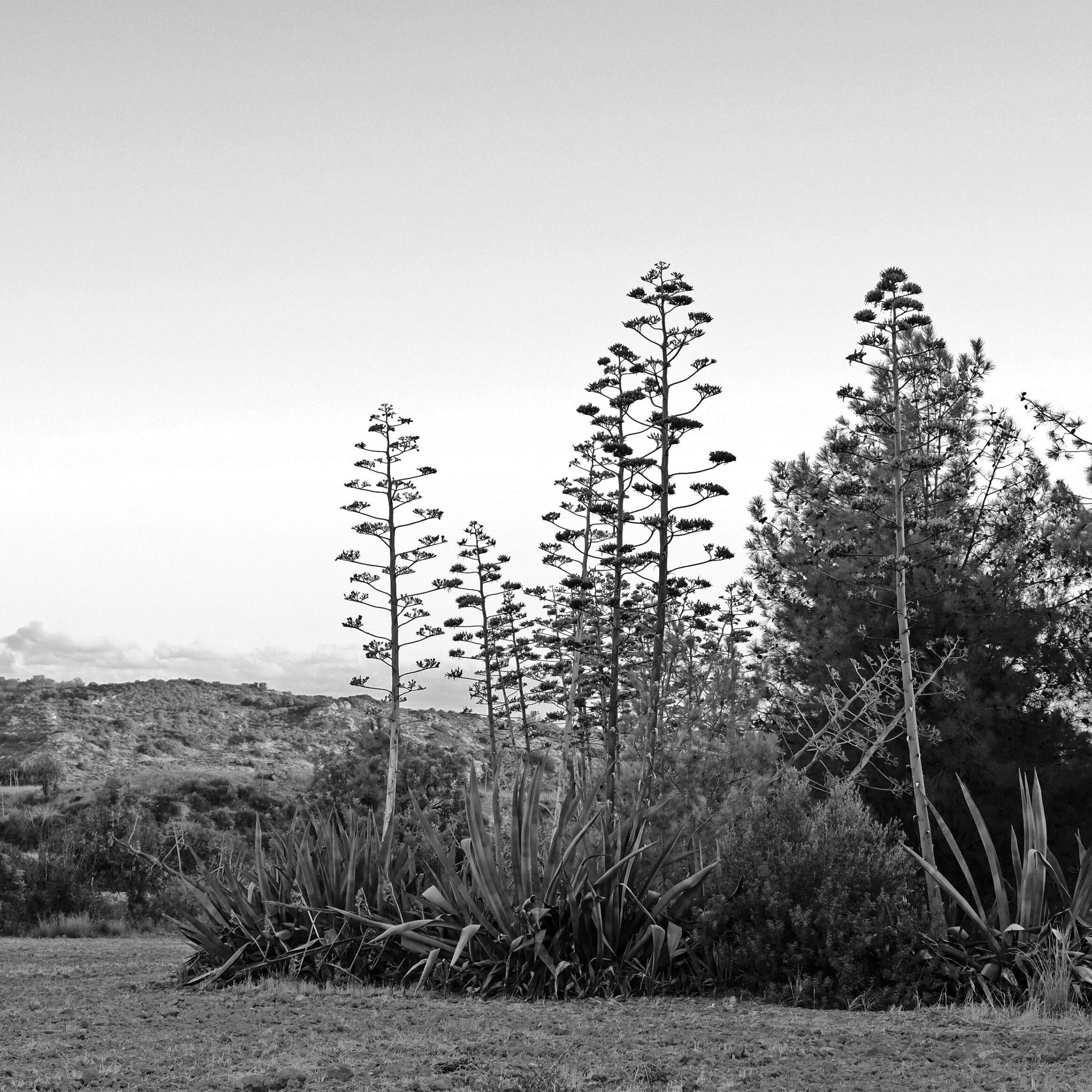 Tochni-Landschaft-scaled2